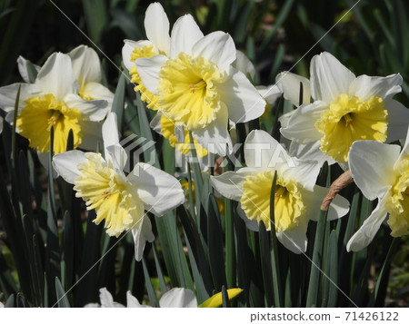 冰森林 喇叭水仙花 照片素材 圖片 圖庫