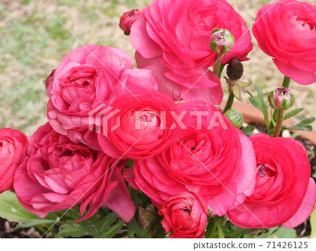 毛an屬（Hanakin Otorihana） 71426125