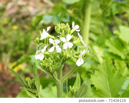 Daikon flower 71426128