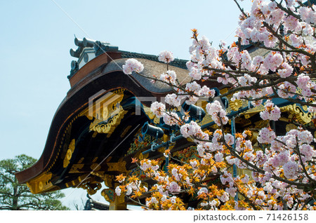 World Heritage Nijo Castle and cherry blossoms in full bloom 71426158