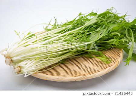 水菜 71426443