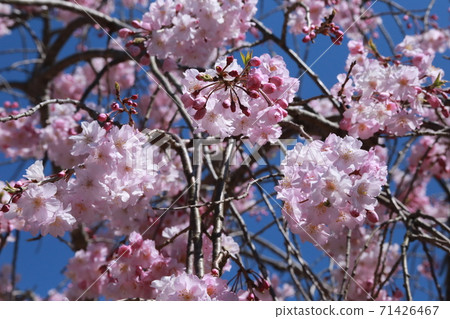 Sakura blooms Sakura blooms 71426467