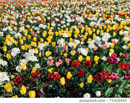 lots of multicolored flowers of tulip spring lots of multicolored flowers of tulip spring 71426485