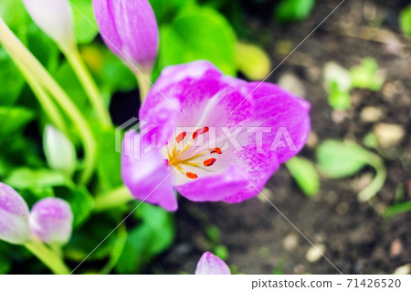 Pretty real lilla flower of Colchicum Pretty real lilla flower of Colchicum 71426520