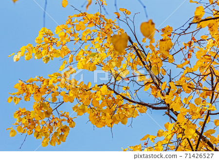 Yellow autumn leaves against sunny blue sky Yellow autumn leaves against sunny blue sky 71426527