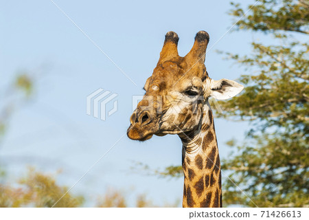 Giraffe South Africa 71426613