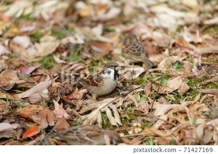 麻雀吃堅果 71427169