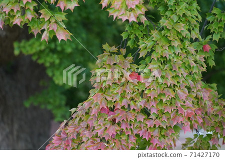秋天的樹葉 71427170