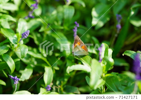 Uragine簡潔 Uragine簡潔 71427171