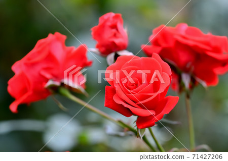 Rose red 71427206