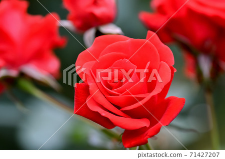 Rose red 71427207