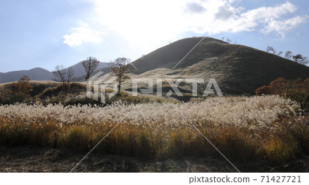 A hill with pampas grass all over A hill with pampas grass all over 71427721