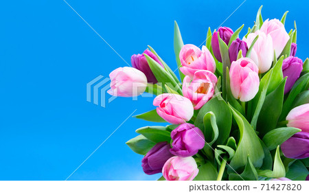 Pink and violet tulips flowers 71427820