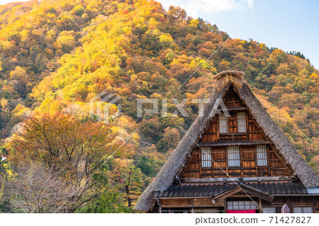 《Toyama Prefecture》 Yellow leaves Suganuma Gassho-zukuri village, original scenery of Japan 《Toyama Prefecture》 Yellow leaves Suganuma Gassho-zukuri village, original scenery of Japan 71427827