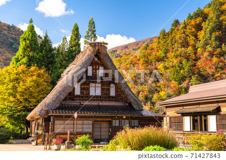 《Toyama Prefecture》 Yellow leaves Suganuma Gassho-zukuri village, original scenery of Japan 《Toyama Prefecture》 Yellow leaves Suganuma Gassho-zukuri village, original scenery of Japan 71427843