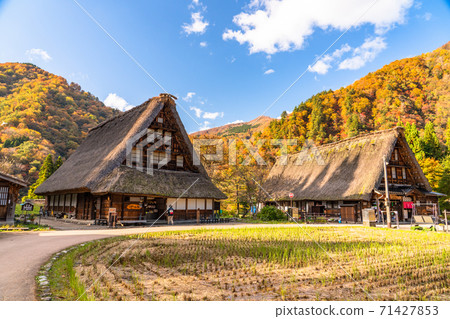 《Toyama Prefecture》 Yellow leaves Suganuma Gassho-zukuri village, original scenery of Japan 《Toyama Prefecture》 Yellow leaves Suganuma Gassho-zukuri village, original scenery of Japan 71427853