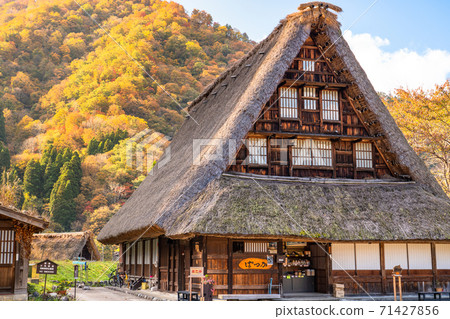 《Toyama Prefecture》 Yellow leaves Suganuma Gassho-zukuri village, original scenery of Japan 71427856