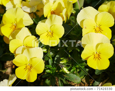 Viola in full bloom in the sun Viola in full bloom in the sun 71428330