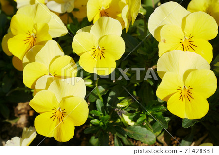 Viola in full bloom in the sun ~ 3: 2 version Viola in full bloom in the sun ~ 3: 2 version 71428331