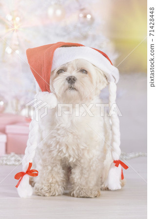 Little dog wearing Santa Claus hat 71428448