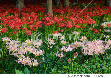 Sokoin pink and red cluster amaryllis (Matsudo City, Chiba Prefecture) 71428658