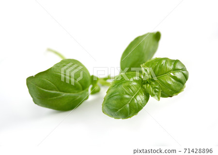 Basil Basil 71428896