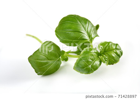Basil Basil 71428897