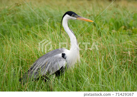 Cocoi Heron (Pantanal, Brazil) 71429167