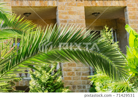 Palm tree branch in the hotel garden. Palm tree branch in the hotel garden. 71429531