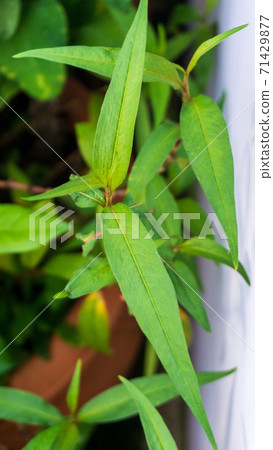 green Polygonum odoratum Lour organic vegetable 71429877