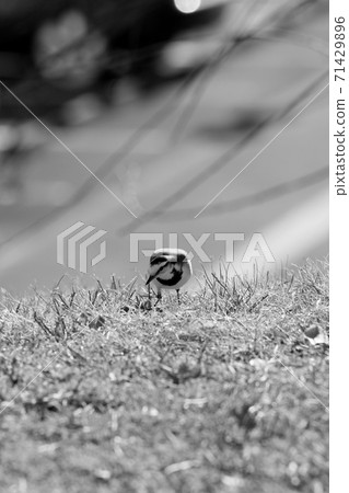 Black-backed wagtail (monochrome) Black-backed wagtail (monochrome) 71429896