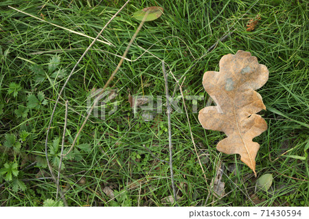 Dry oak leaf on green grass background Dry oak leaf on green grass background 71430594