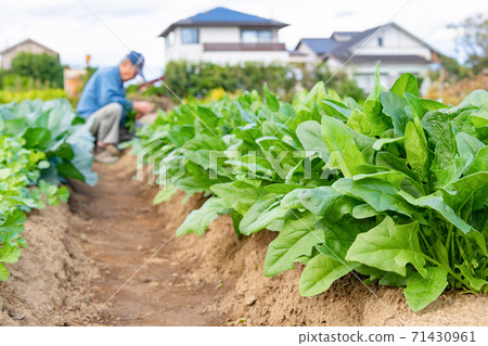 Spinach field Spinach field 71430961