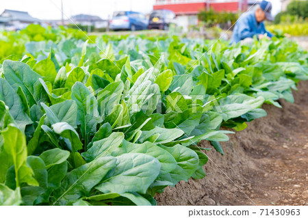 Spinach field 71430963