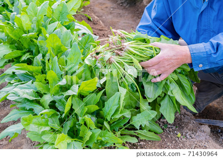 Spinach field Spinach field 71430964
