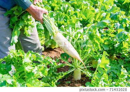 蘿蔔田 蘿蔔田 71431028