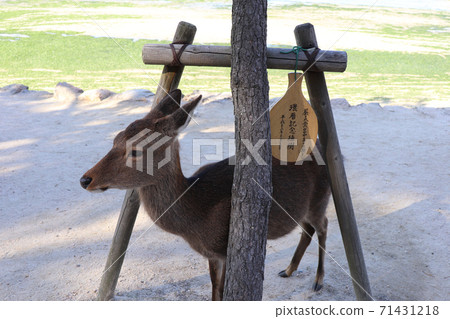 Deer caught in Miyajima, Hiroshima Prefecture 71431218