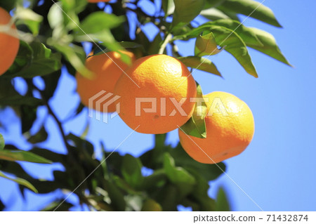 Mandarin oranges that look delicious Mandarin oranges that look delicious 71432874