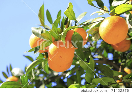 看起來很好吃的Mikan 71432876