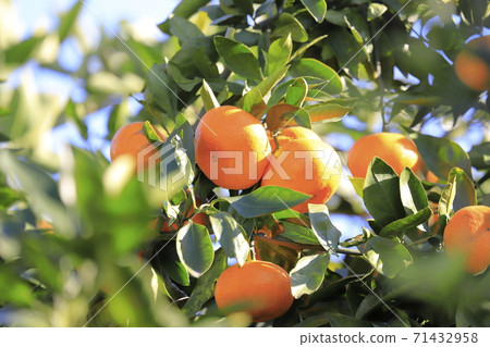 看起來很好吃的Mikan 71432958