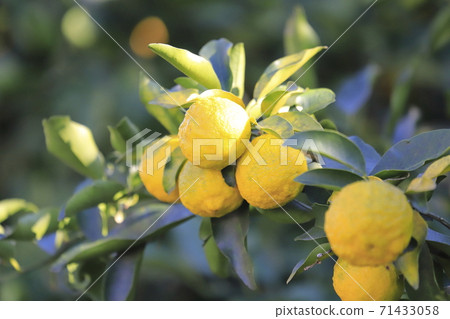 即將收穫的柚子果實 71433058