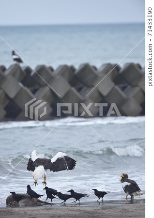 斯特勒的海鷹和烏鴉(北海道) 斯特勒的海鷹和烏鴉(北海道) 71433190