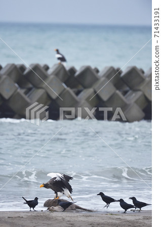 Steller's sea eagle and crows (Hokkaido) Steller's sea eagle and crows (Hokkaido) 71433191