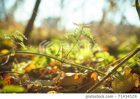 Autumn leaves on green grass in park. Autumn leaves on green grass in park. 71434529