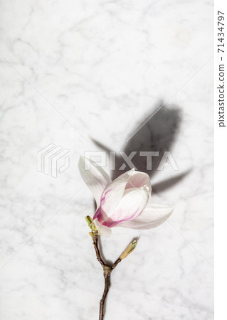 Beautiful pink magnolia flowers on white marble table Beautiful pink magnolia flowers on white marble table 71434797