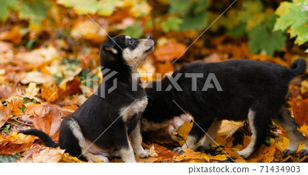 Cute mongrel dogs sit on fallen yellow leaves in the autumn park 71434903