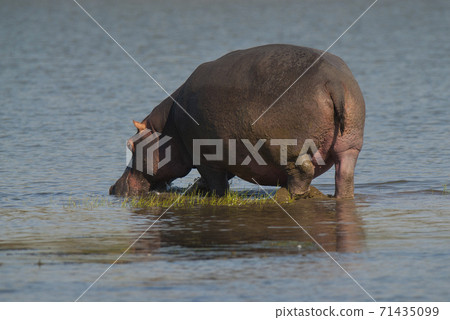 HIPPOPOTAMUS AMPHIBIUS, South Africa 71435099