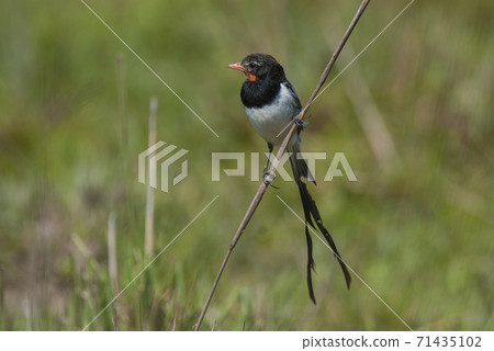 Strange tailed Tyrant Strange tailed Tyrant 71435102