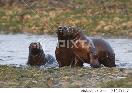 Sea Lion baby Sea Lion baby 71435107