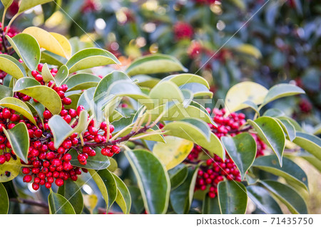 Ilex with red fruits 71435750